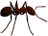 Pandora Ant.png