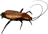 Pandora Cockroach.png