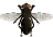 Pandora Fly.png